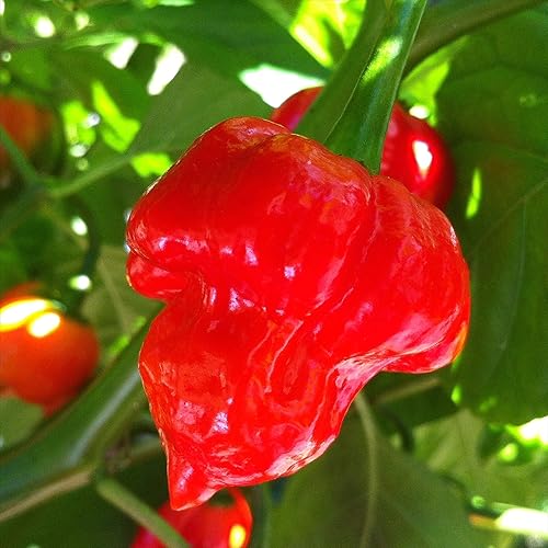 Miniatura 3 de Wayland Chiles La colección de semillas de Chile más caliente I