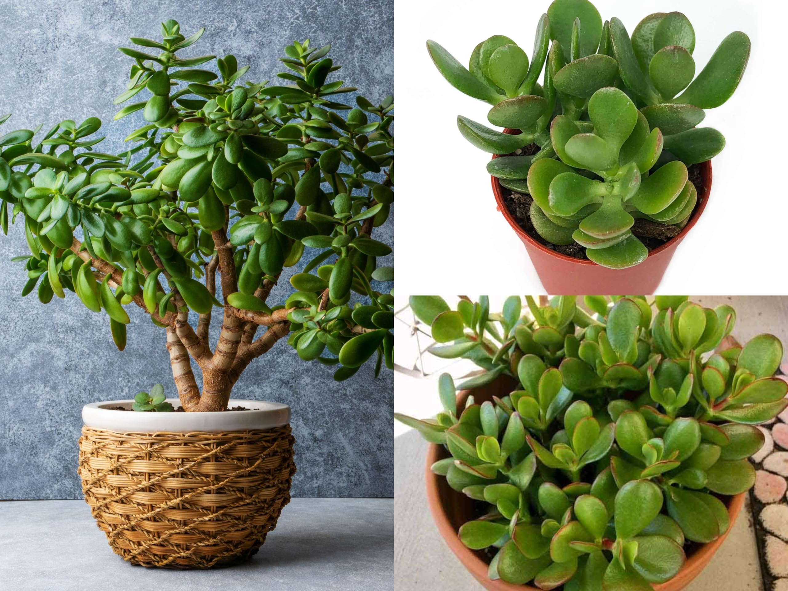 TENDER LEAVES Jade Plant Good Luck Jade Plant pack of 1 Jade Plant Indoor Live Plant Jade Plant Without Pot Office Desk Balcony Elephant Bush Plant for Living Room Indoor Plants in Grow-Bag.-image-8