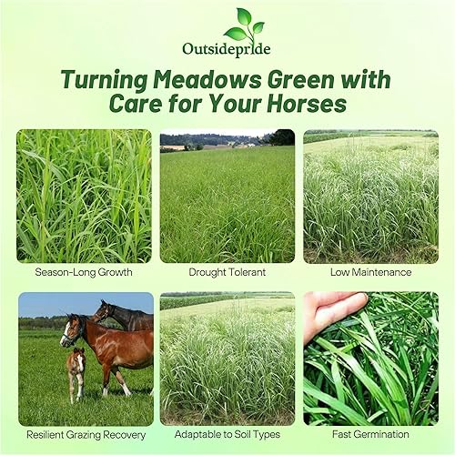 Miniatura 2 de Outsidepride Mezcla de semillas de pasto de caballo perenne y Livestorck - 50 libras