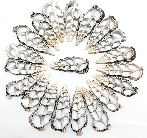 Miniatura 1 de PEPPERLONELY 30 unidades de conchas marinas mixtas de corte central de grado B, 1-14 pulgadas  3 pulgadas