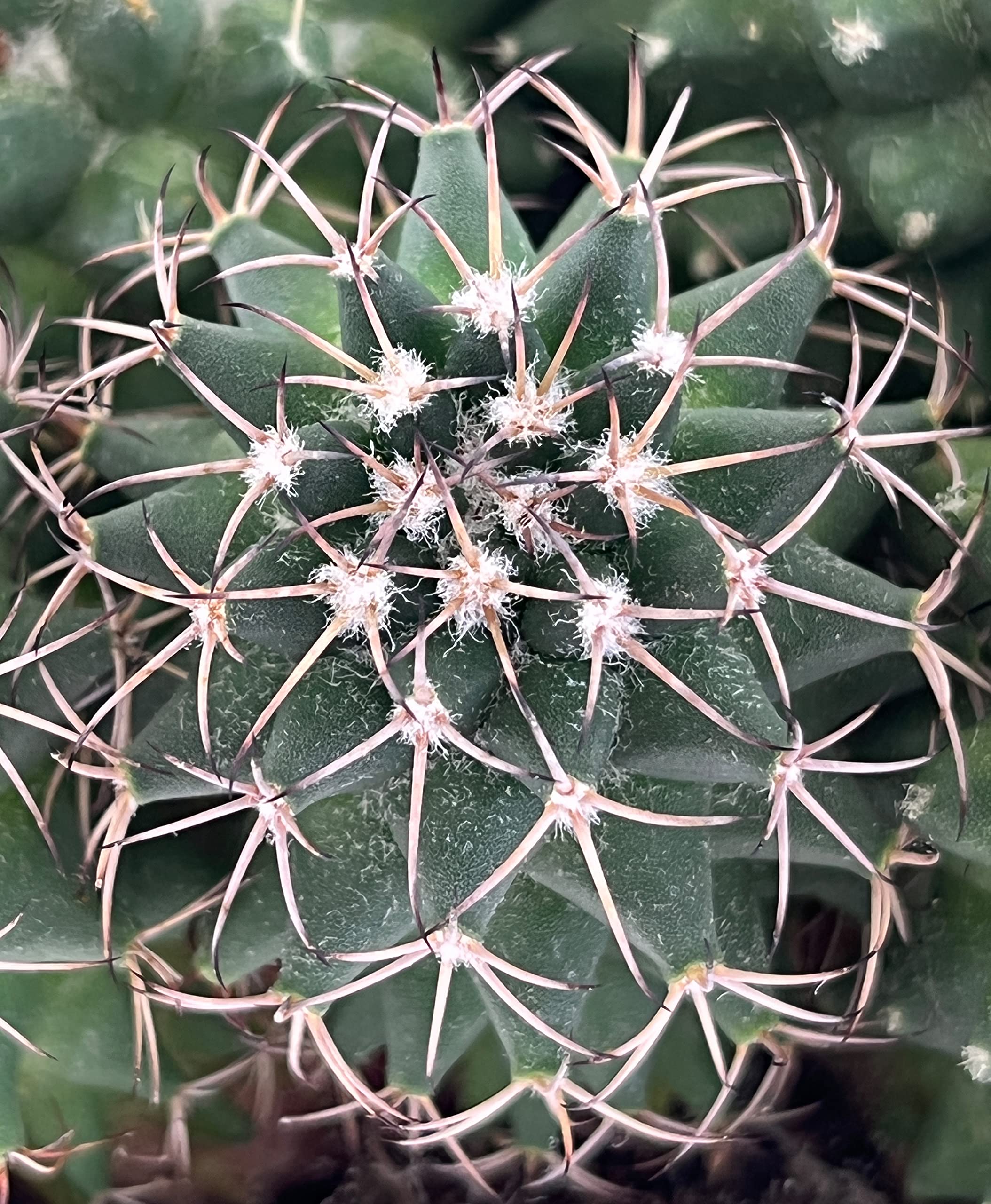 Fangblatt - Mammillaria magnimamma toluca - adorable succulent plant in a  diameter of 9 cm pot - easy-care indoor plant : Amazon.de: Garden
