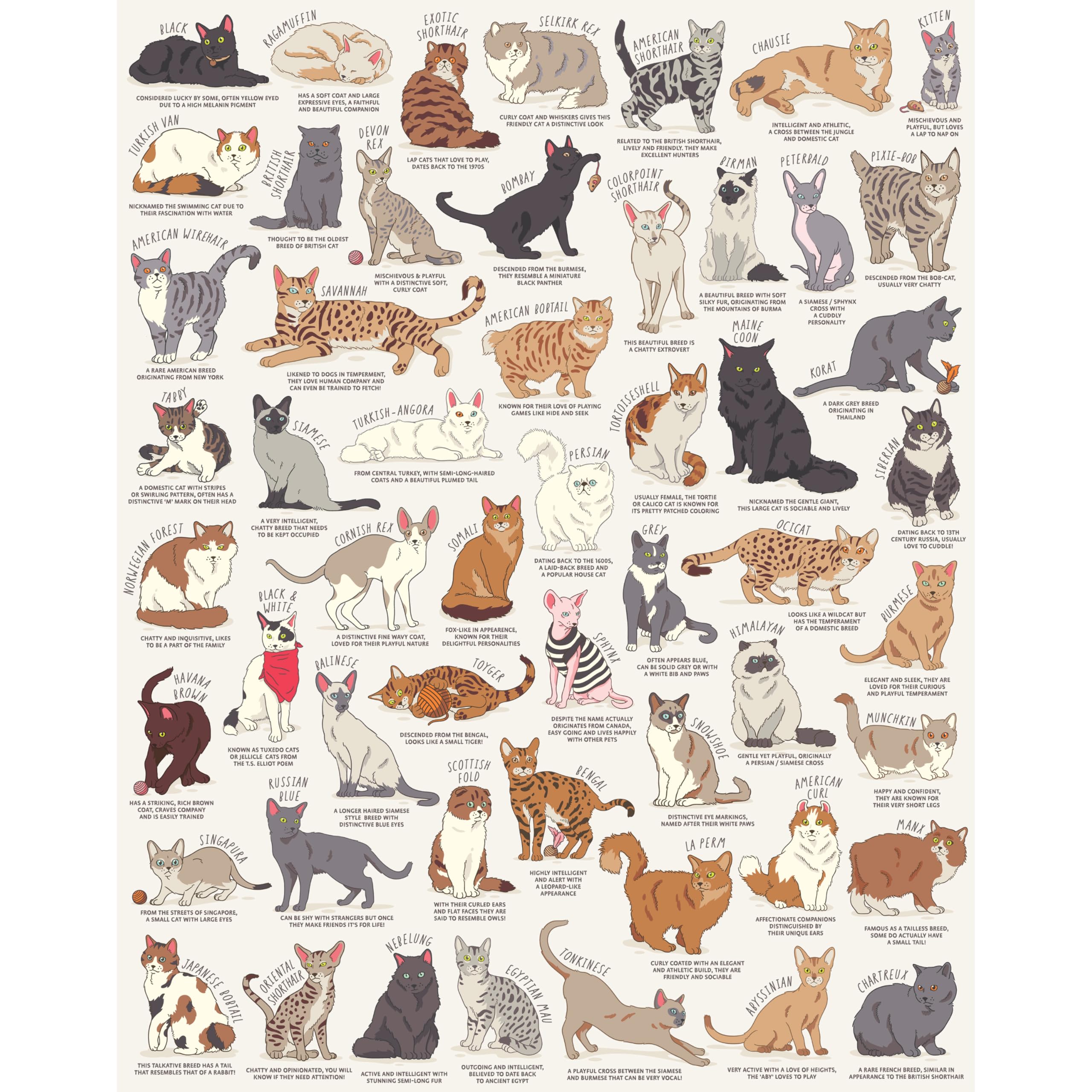 Ridley's Games JIG055 Cat Lover's 1000 Piece Jigsaw Puzzle, Multicoloured
