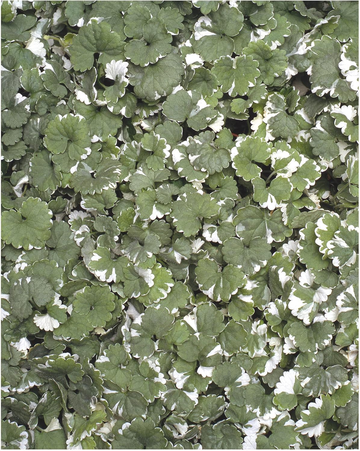 Garden Ready Nepeta Variegated Plants Delivered in 3 x 9cm Recyclable