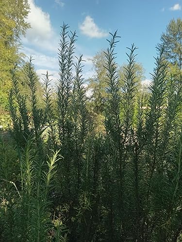 Miniatura 8 de WILD FOREST Barra de champú de romero, hecha a mano con ingredientes naturales y aceite infundido de romero, fortalecimiento del cabello y el cuero