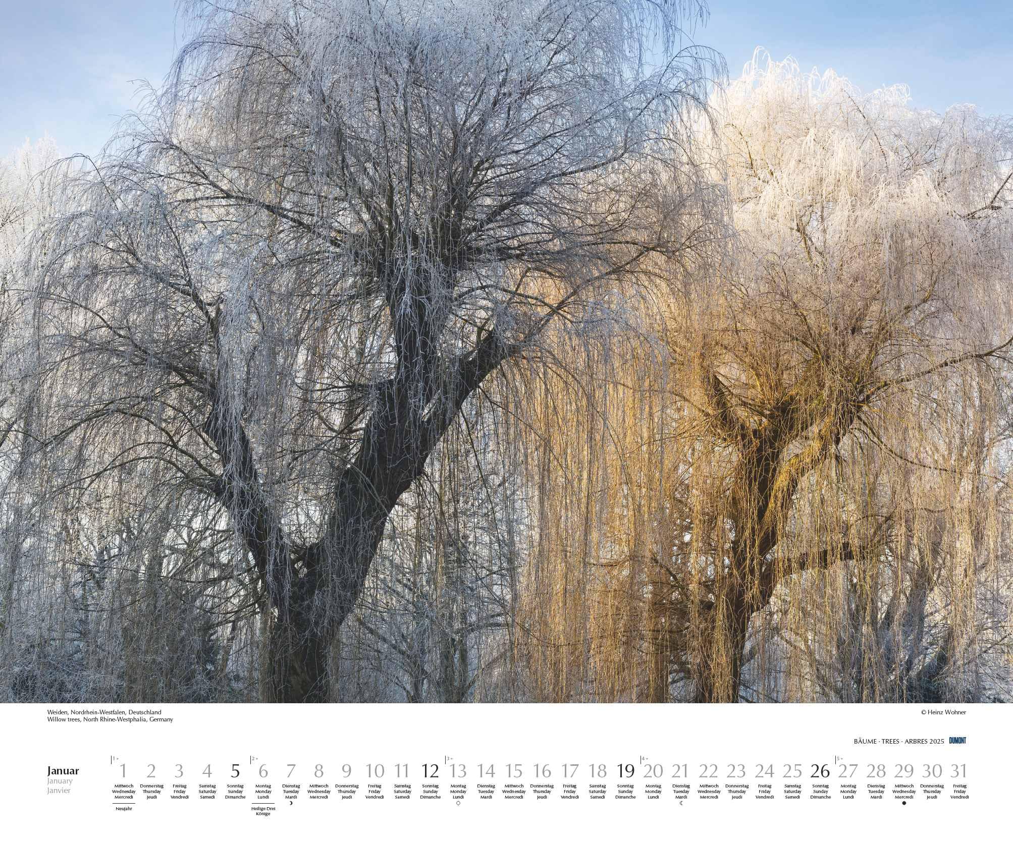 DUMONT - Bäume 2025 Wandkalender, 60x50cm, Fotokunst-Kalender mit Aufnahmen prächtiger Bäume, Abbildungen von Naturschönheiten aus aller Welt, mit Spiralbindung