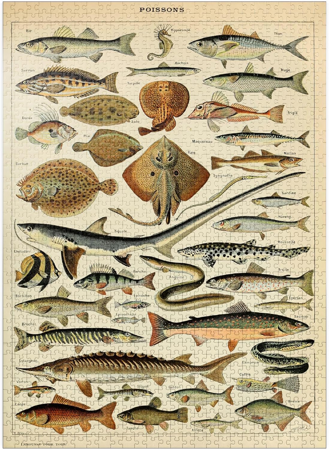 MyPuzzle Fish for All, Vintage Art Poster, Adolphe Millot - Premium 100 Piece Jigsaw Puzzle for Adults