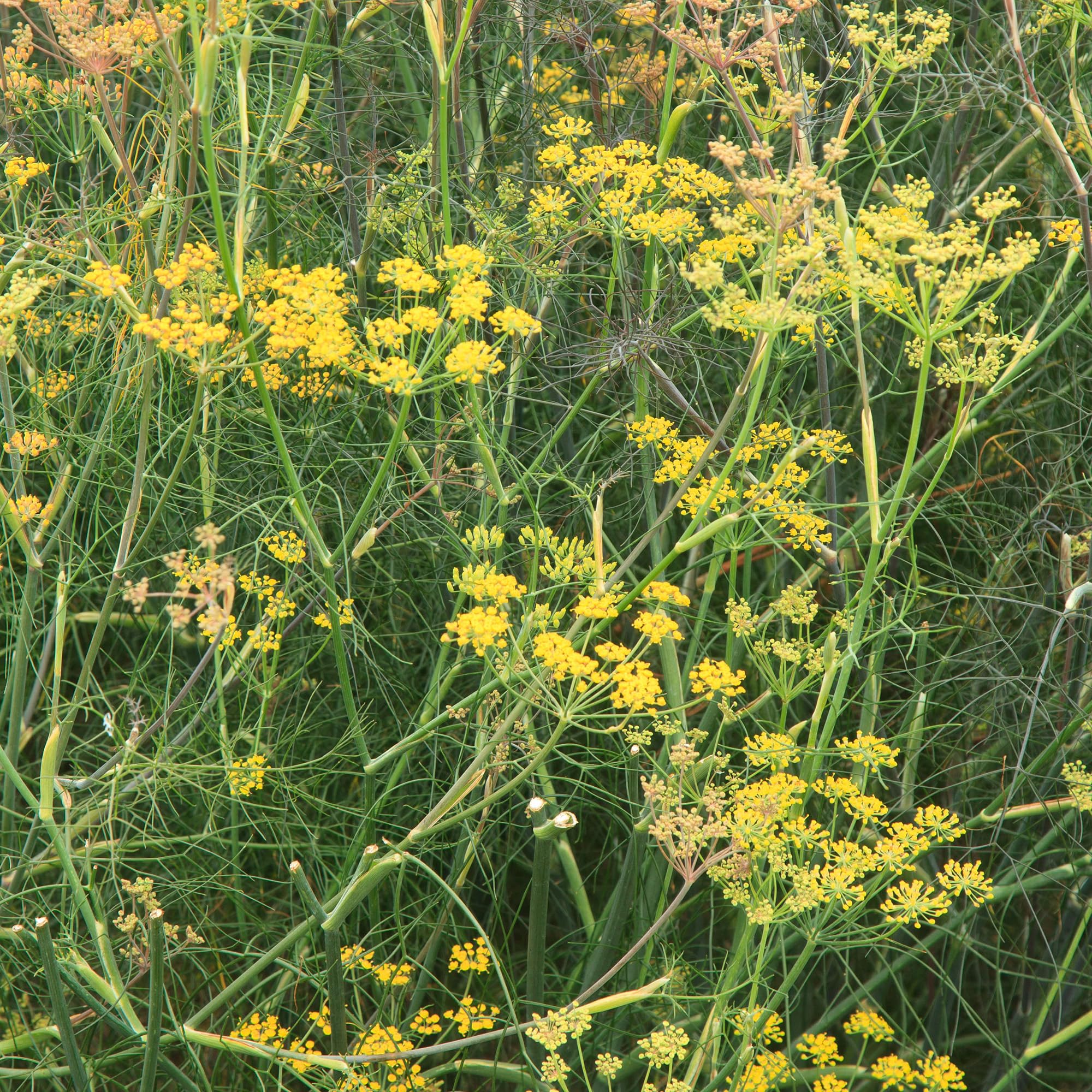 Foeniculum Purpureum Bronze Fennel Tall Hardy Architectural Herbaceous Perennial - Dramatic Smoky Dark Purple Feathery Foliage & Yellow Umbels - Striking Drought Tolerant Giant (9cm Pot, 20-30cm)