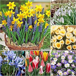 Woodland bulbs® 100 x Dwarf Rockery Traditional Mixed Spring Flowering Bulbs - Snowdrops & Crocus, Daffodil-Narcissus & Tulips, Anemones & Iris - Perfect for Bees - Free UK P&P