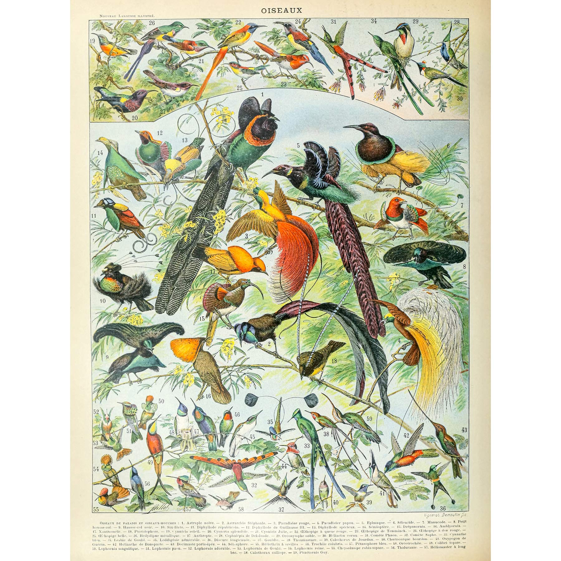 Artery8 Millot Encyclopedia Page Birds Paradise Premium Wall Art Canvas Print 18X24 Inch