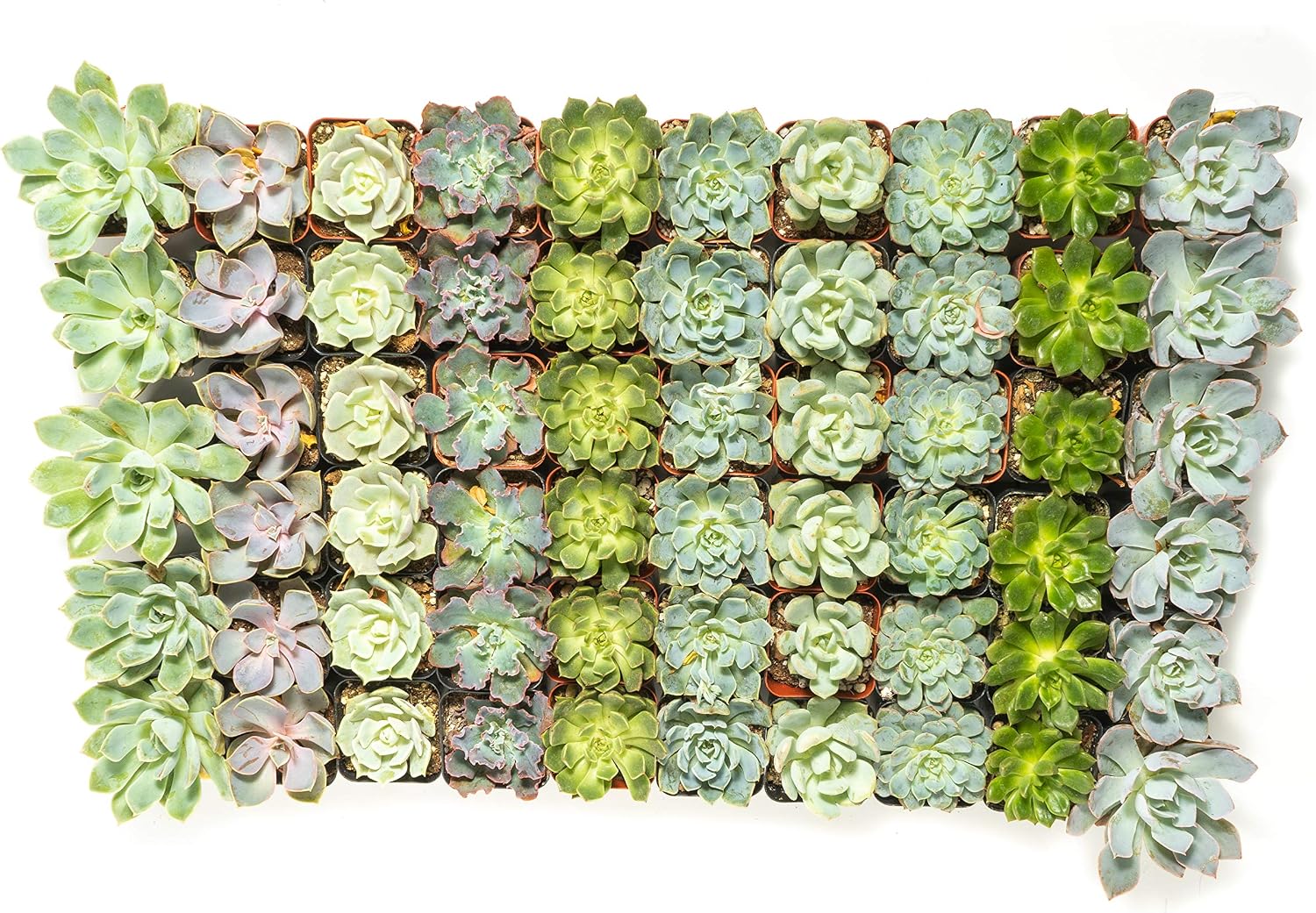 Succulent Rosette Pack- Perfect for Weddings, Party Favors, Social Events, and Gardening 256 Pack