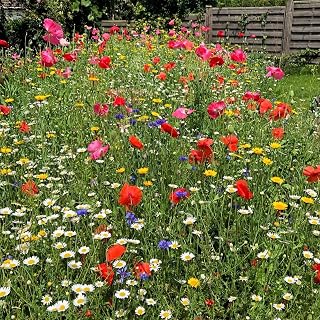 Cornfield Annual Wildflower Seed Mix 100% 50g (Covers 25 sq m) s/l AC1 SLH