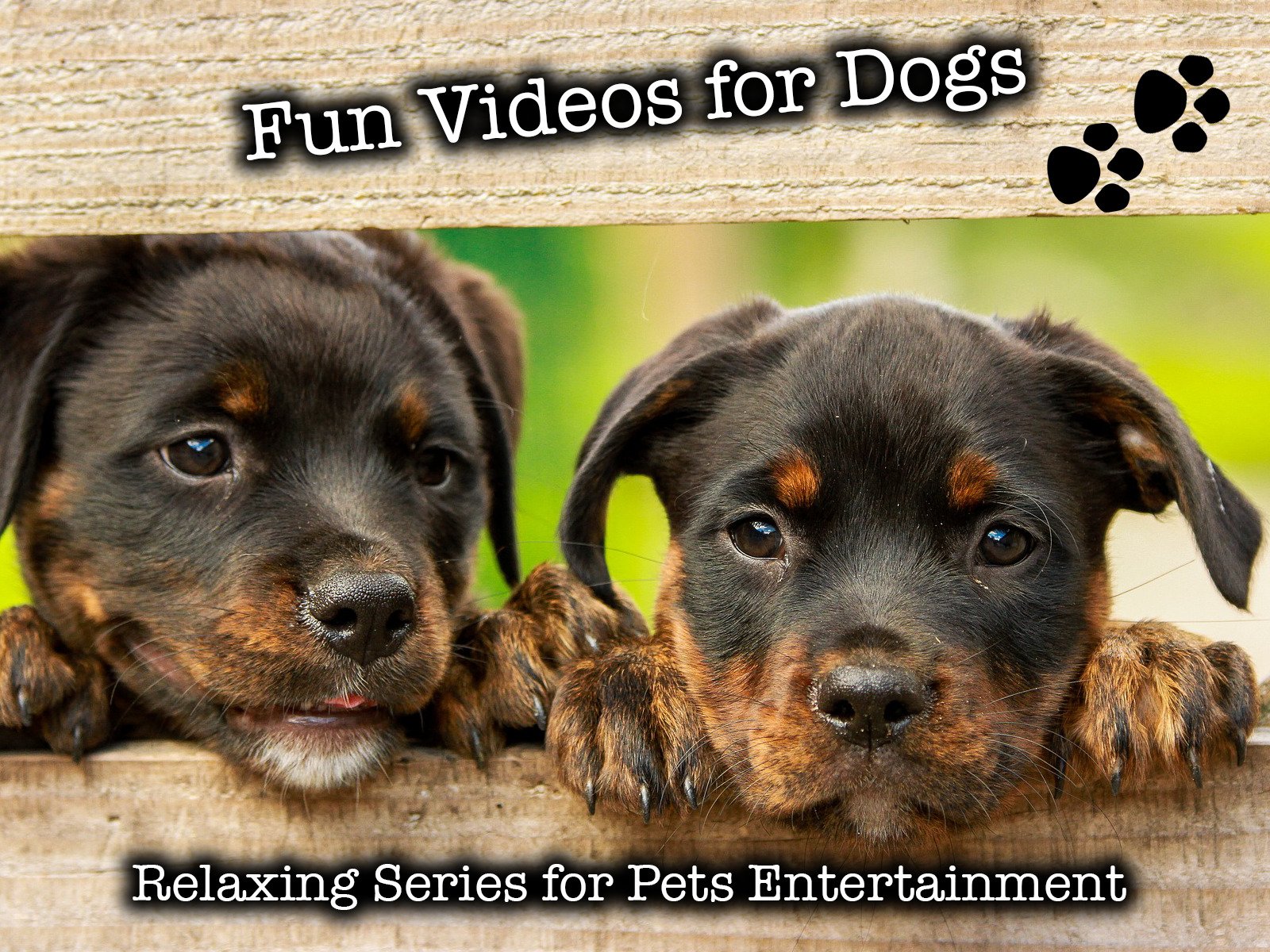 How Can I Keep My Outside Dog Occupied