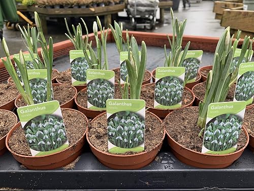 Snowdrop Plants
