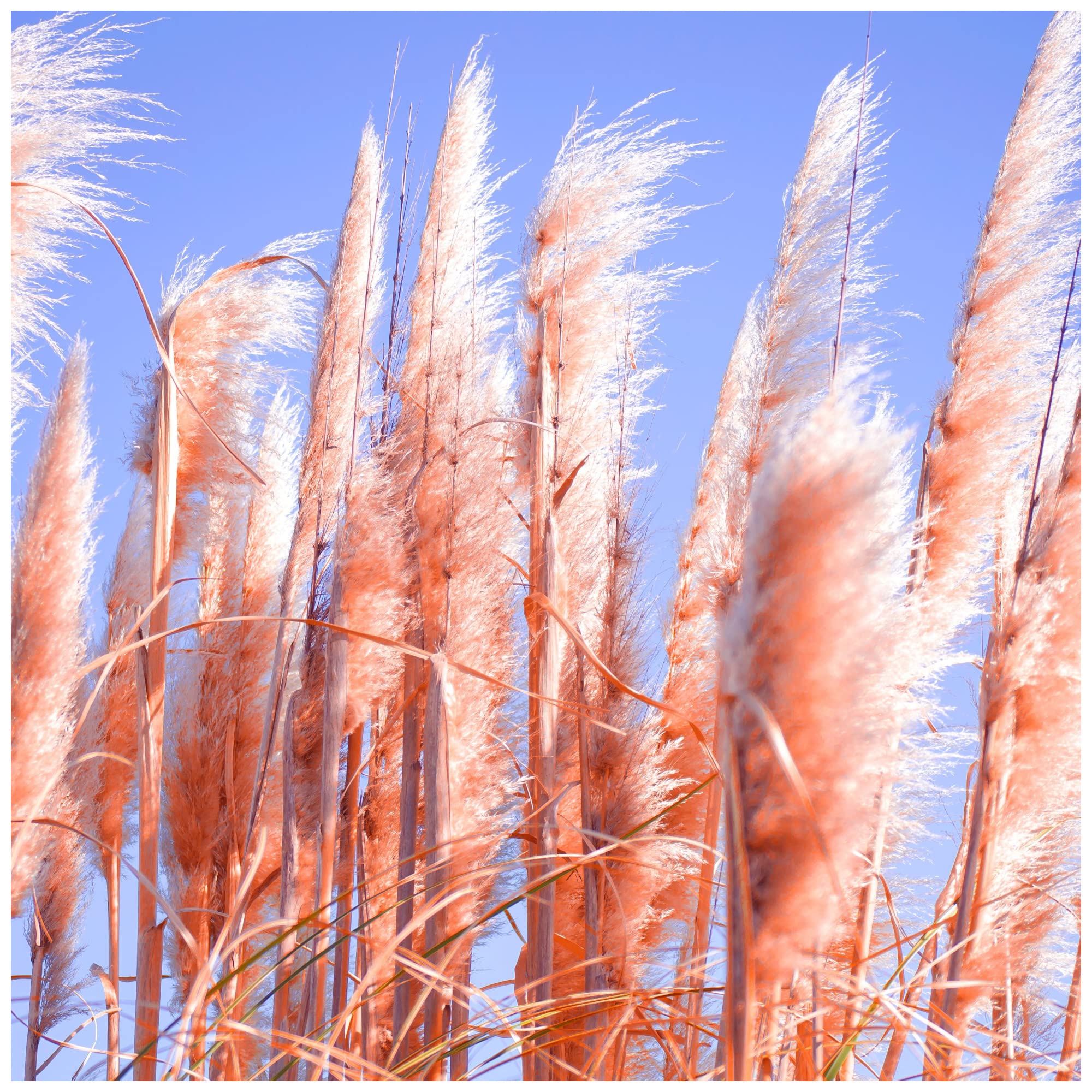 Cortaderia selloana 'Rosea'/ Pampas Grass Plant in 9cm Pot, Silky Pink Plumes 3fatpigs®