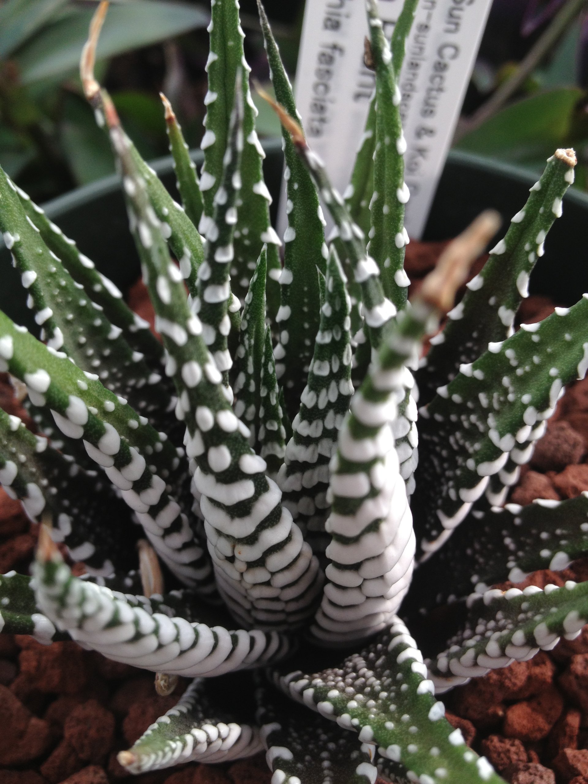 Amazon.com : Haworthia Attenuata-Wide Zebra-Super White Zebra 