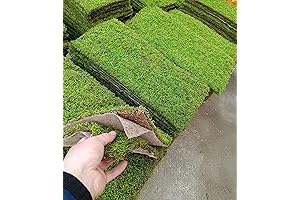 Live Terrarium Moss Box - Perfect for Your Home Decor Needs