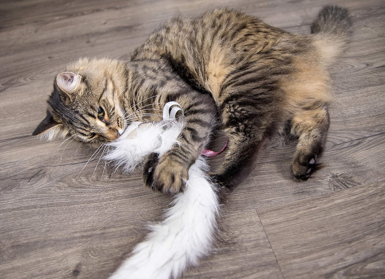 smartykat chitter critter