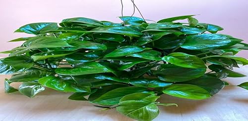 The pothos plant prosperous and wealth grows