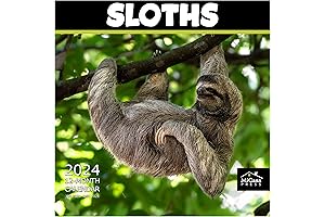 MICASA 2024 Sloth Calendar: A Purrfectly Slothful Year