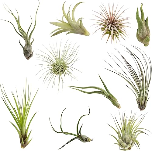 CTSairplants paquete de 10 Tillandsias surtidas de fácil cuidado