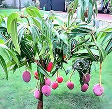PAJUSDYASI-Grafted hybrid Healthy Live"ORIGINAL JAPANESE MIYAZAKI MANGO" Plant,Pack of 1(Plant- 1.5-2Feet Height) Healthy Fruit...