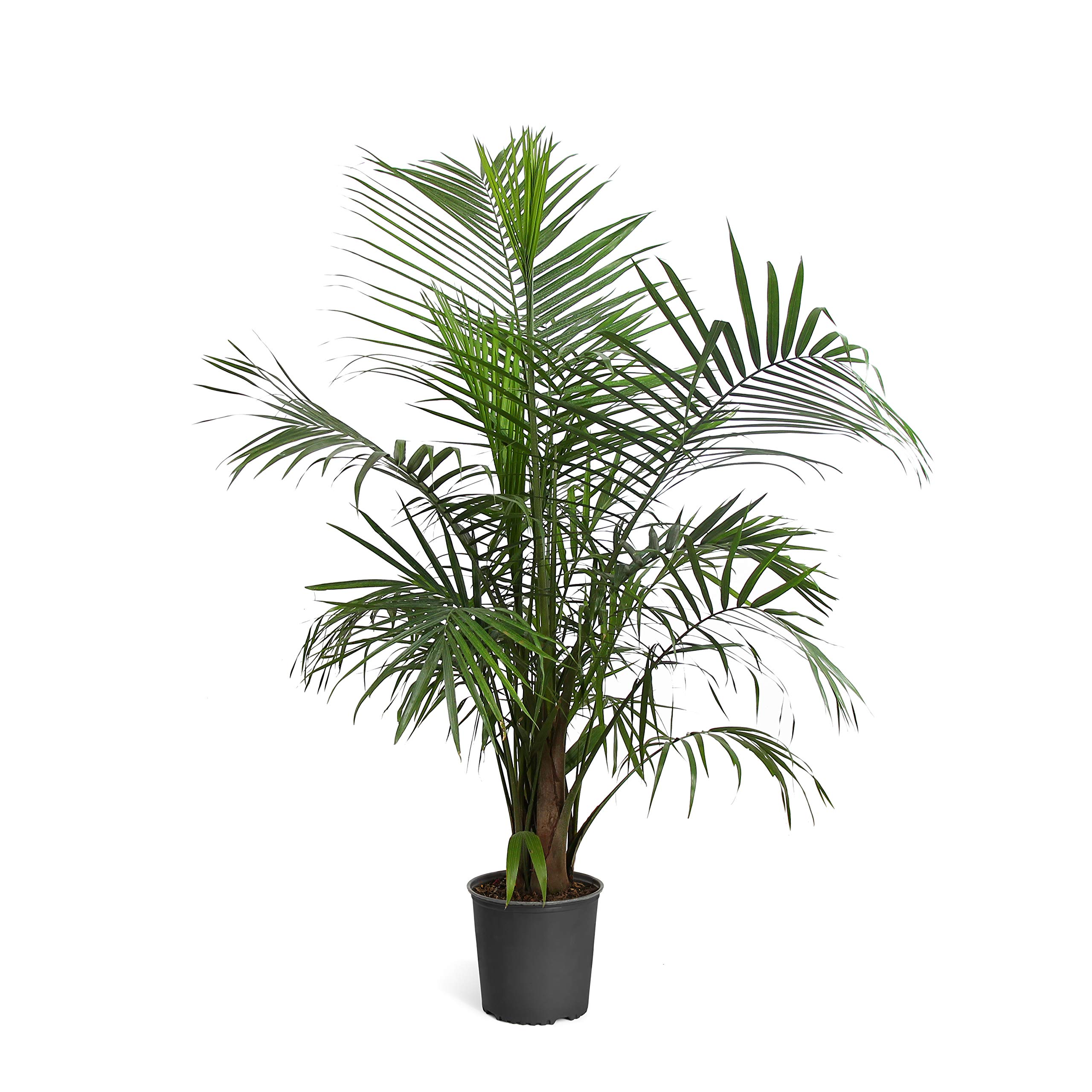 Brighter Blooms - Majesty Palm Tree, 3 gal, - No Shipping To AZ