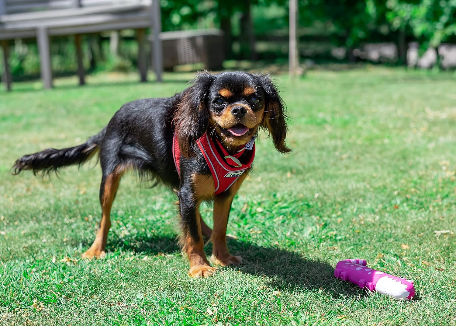 Ancol Simply Comfortable Padded Breathable Mesh Red Dog Harness Pet Training Accessory 44-57 cm, Medium 9 916h7DH1CPS. AC SL1500