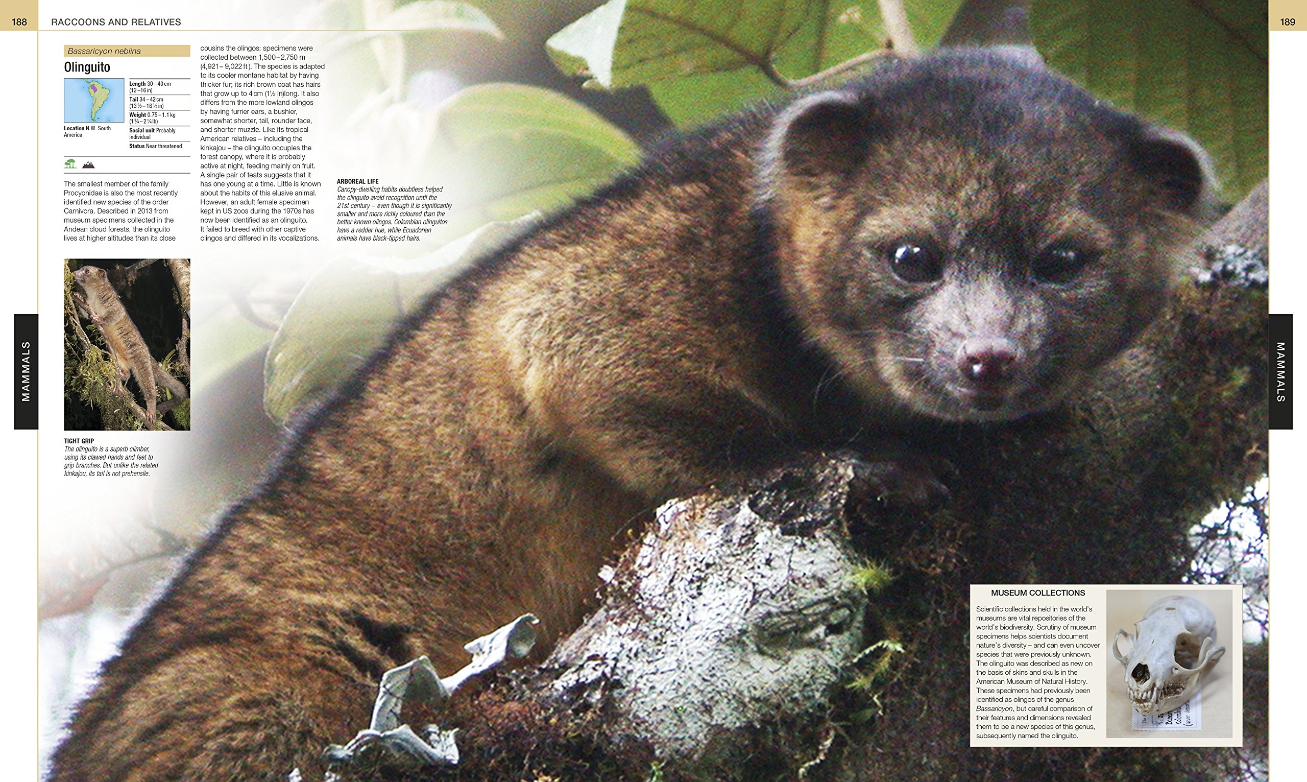 Animal: The Definitive Visual Guide (DK Definitive Visual Encyclopedias)