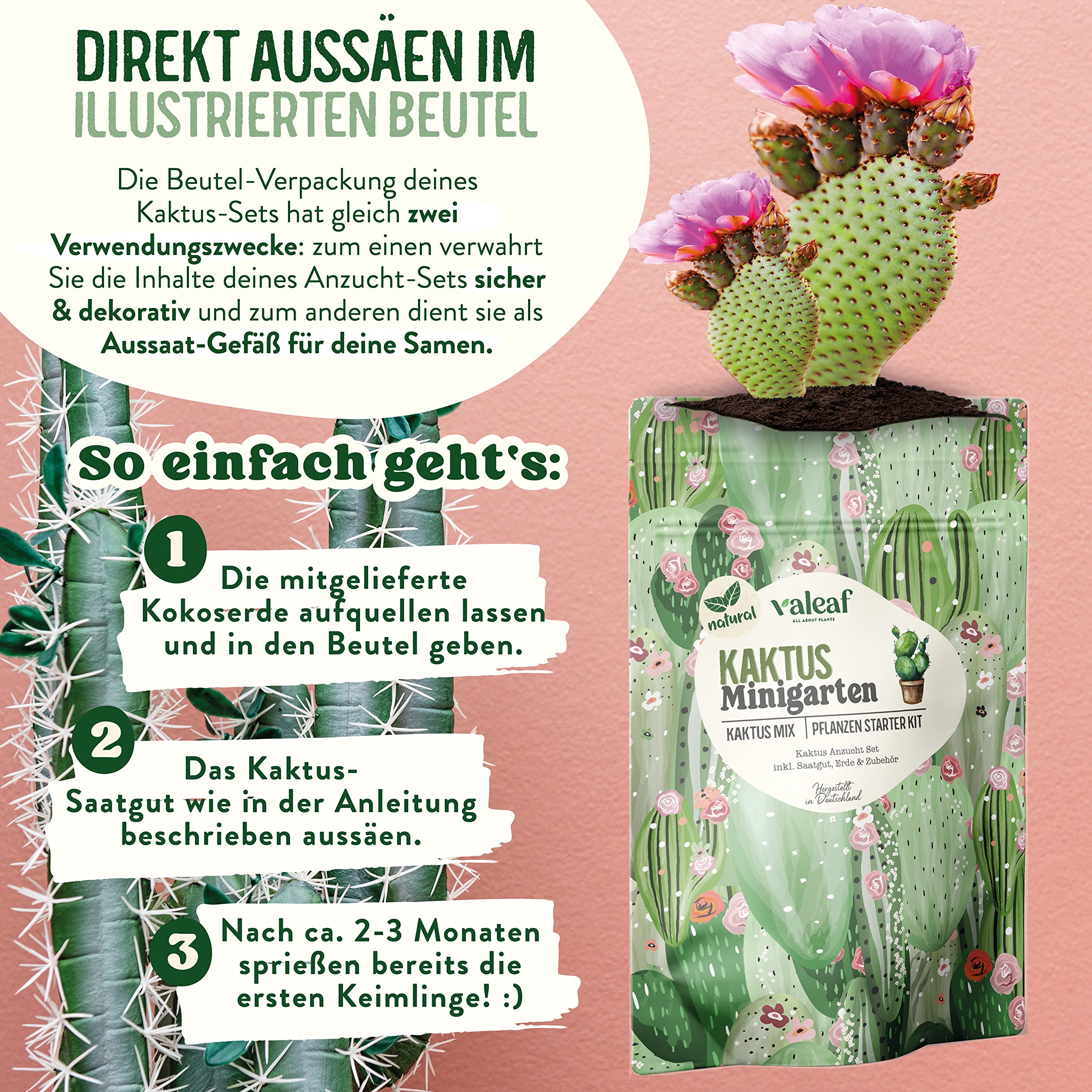 valeaf Kakteen Anzuchtset I Zchte deine Kaktus Pflanze I Kakteen Set mit Kaktus  Samen I Mini-Kakteen Starter Kit Pflanzen Set I Kaktus Zuchtset (Kaktus) :  Amazon.de: Garten