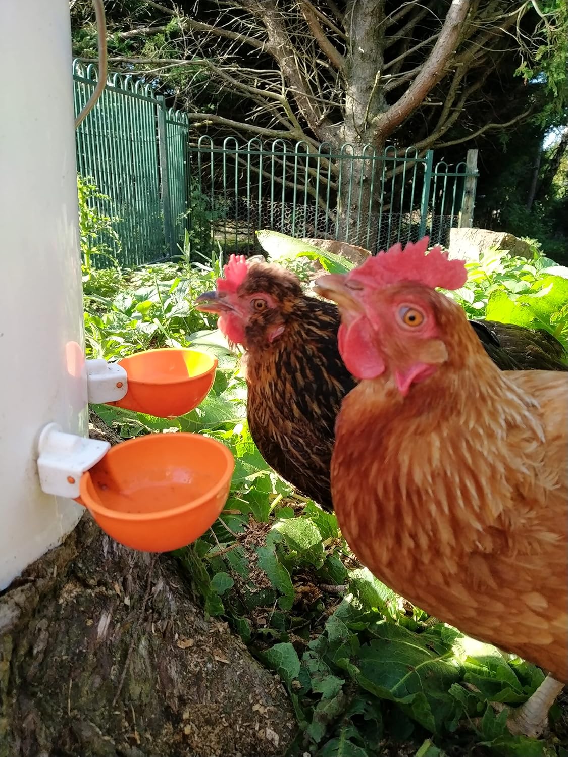 (5 Pack) Lil Clucker Large Automatic Chicken Waterer Cups | Chicken Water Feeder Suitable for Chicks, Duck, Goose, Turkey and Bunny | Poultry Water Feeder Kit (Orange) : Patio, Lawn & Garden