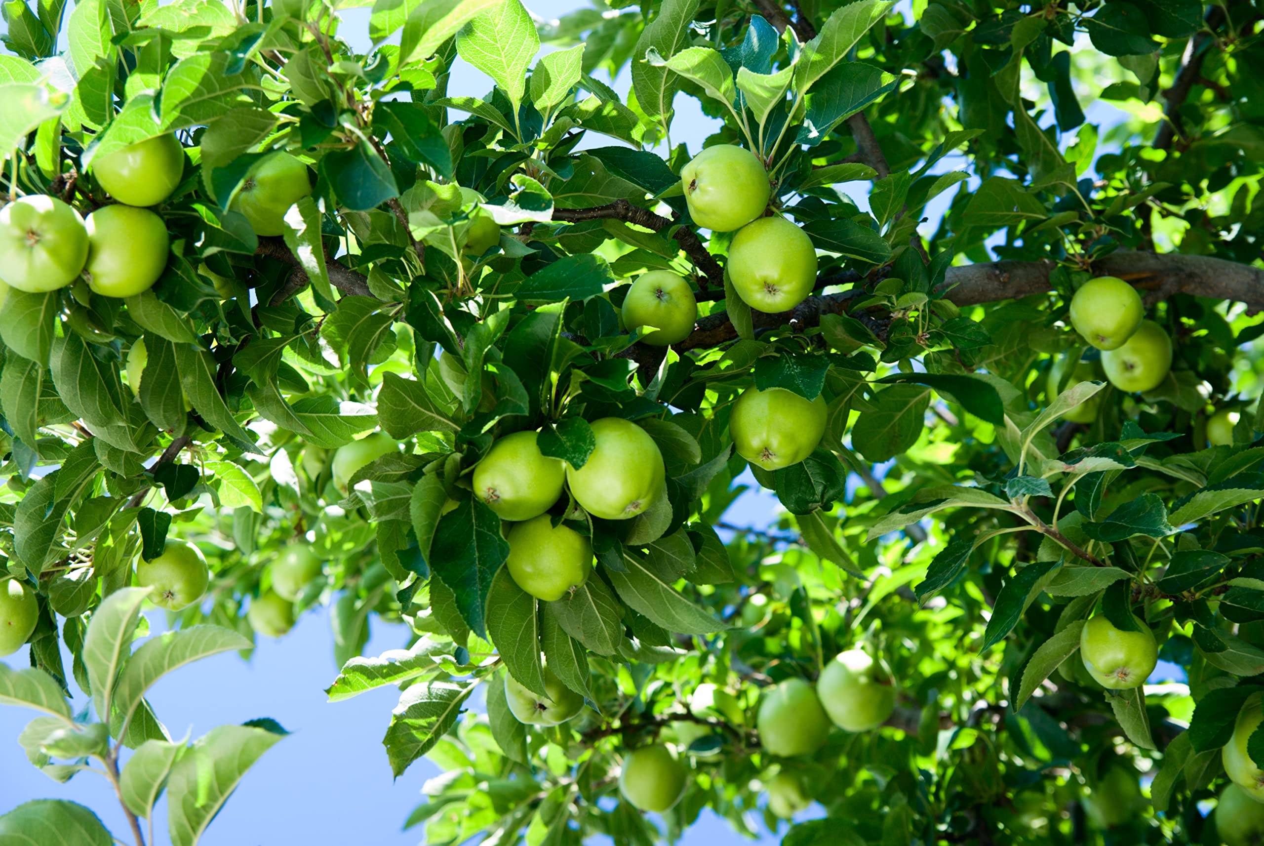 Amazon.com : Green Apple Tree Seeds - 30 Seeds - Malus pumila Antonovka :  Patio, Lawn & Garden