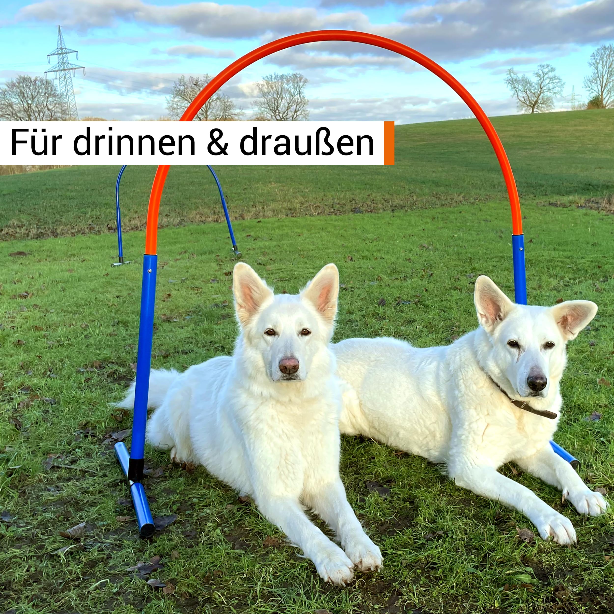 Hoopers Hoop – wetterfest, VDH-konform & farbig – mit Stecksystem für sicheres Hundetraining – aus robustem Kunststoff – Flexibler Hundesport-Reifen mit Stecksystem – Blau/Orange
