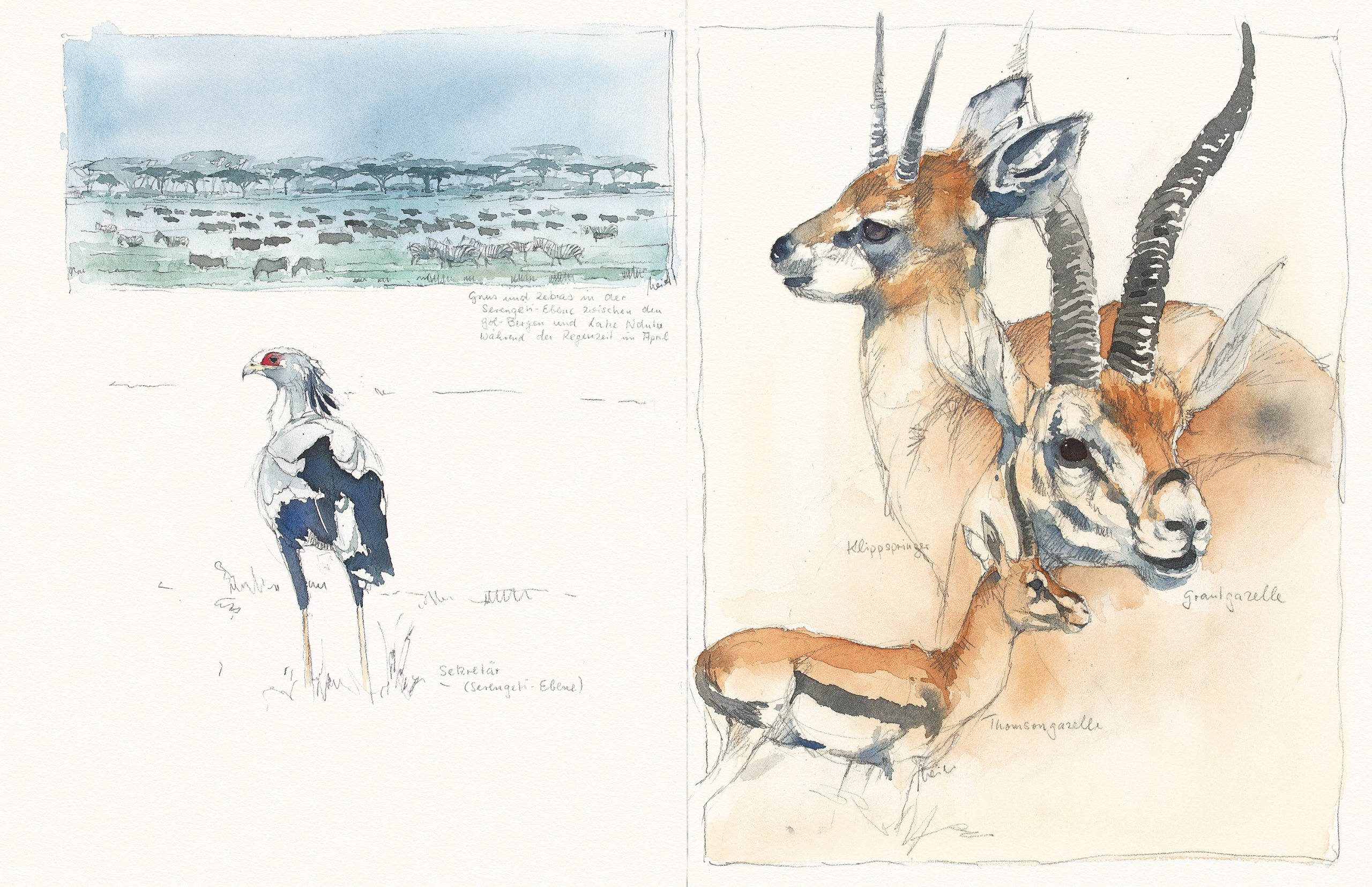Mal-Reise - Serengeti lebt!: Skizzen, Studien, Aquarelle