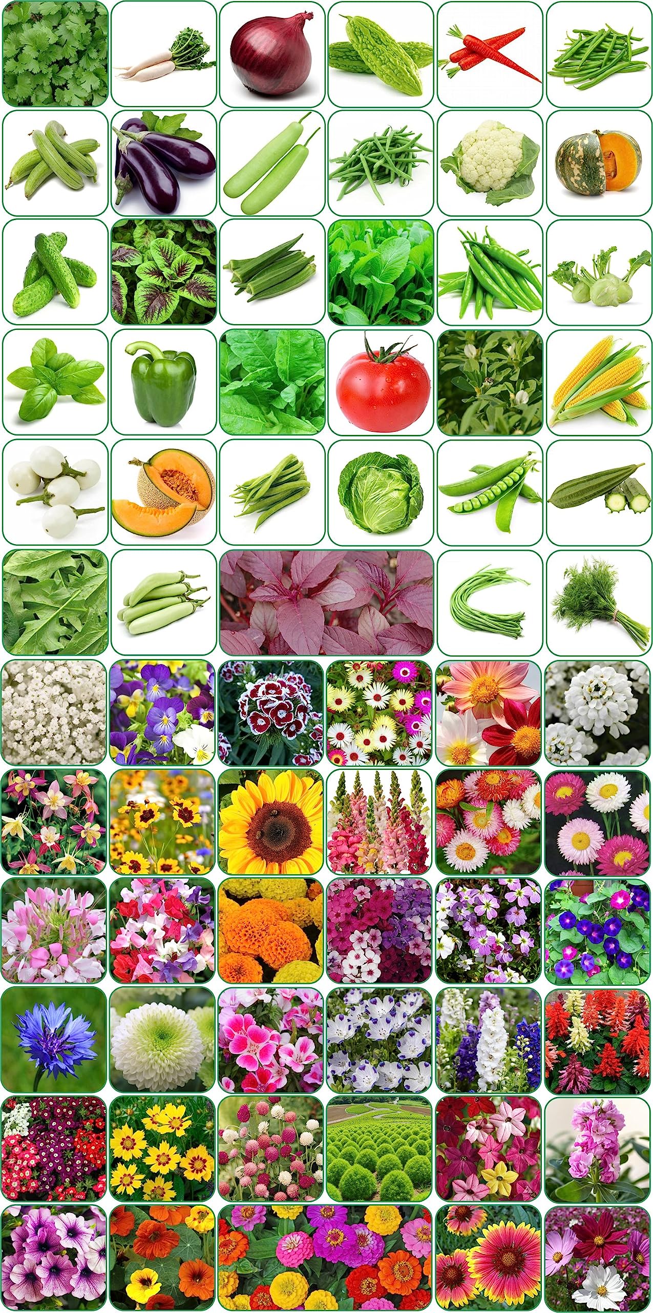 Aero Seeds 70 variety(35 flower and 35 vegetable) seeds combo pack with instruction manual. (B0C7G9J2VS) Amazon Price History, Amazon Price Tracker