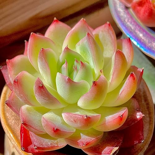 Miniatura 2 de Echeveria Crystal Rose - Plantas suculentas vivas raras, mini rosa de 1 cabeza de 2 pulgadas, raíz desnuda sin tierra de maceta, escritorio de