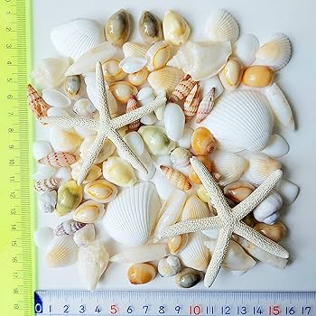 Amazon.co.jp: 【ブルーバイユー】貝殻セット 天然素材 白【150g