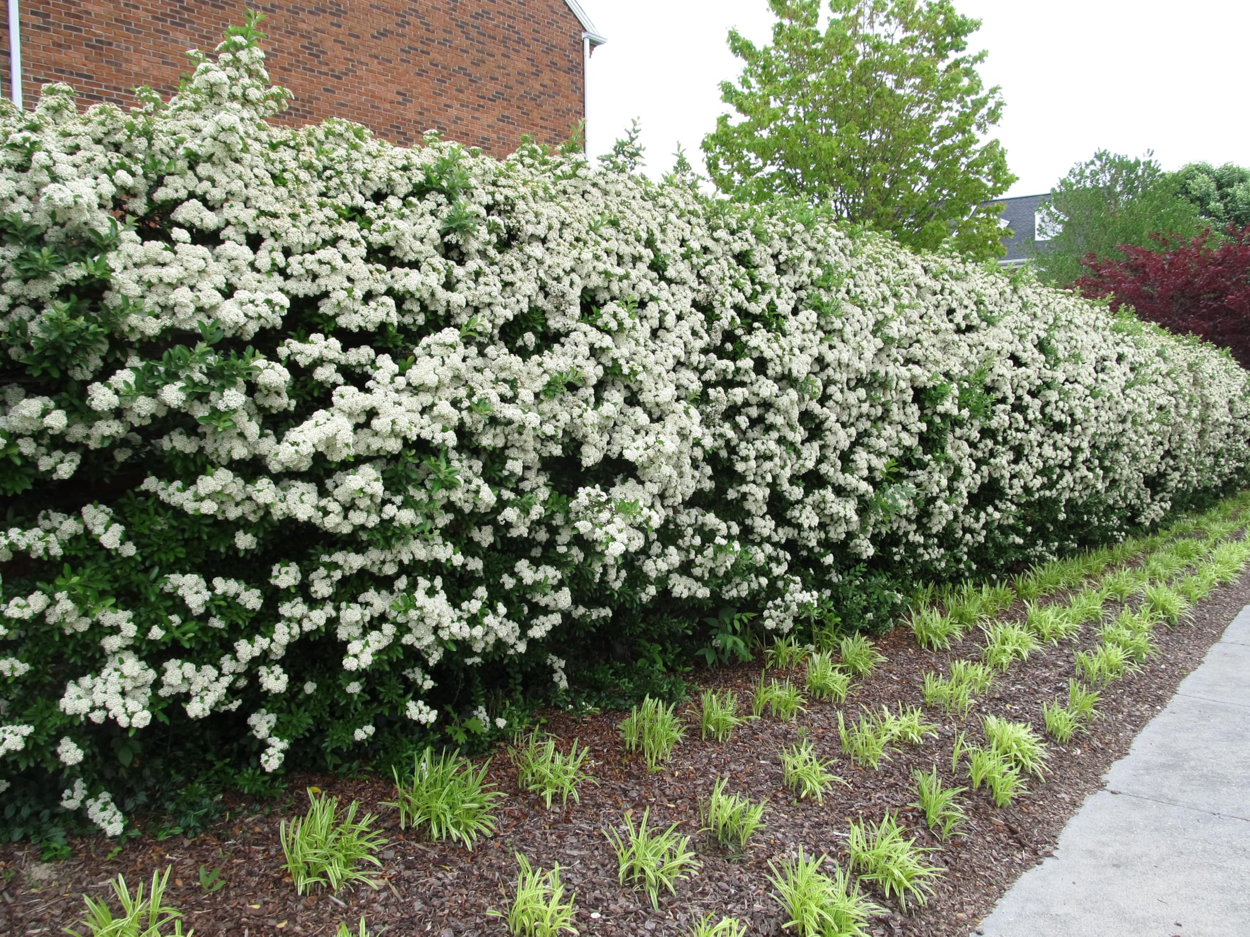 Piracanta arancione nana "Pyracantha coccinea Navaho" Agazzino pianta da siepe sempreverde in vaso 9x9 cm Vivaio di Castelletto