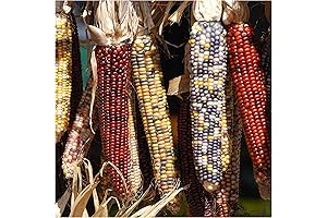 Seed Needs 200+ Multicolor Indian Corn Seeds for Fall Decor