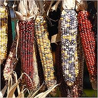 Vista 1 de Seed Needs Semillas de maíz maíz indio ornamental multicolor Más de 200 semillas de maíz Zea Mays sin OMG Produce mazorcas con granos rojos