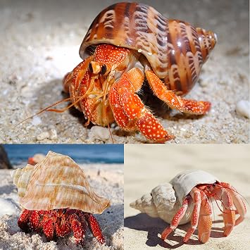 5PCS Large Hermit Crab Shells | Natural Sea Conch Size 2.8 - 3.9, Opening Size 1.5 - 2.5 | Turbo Seashells for Hermit Crab Supplies and Beach Decoration Large Sea Shell