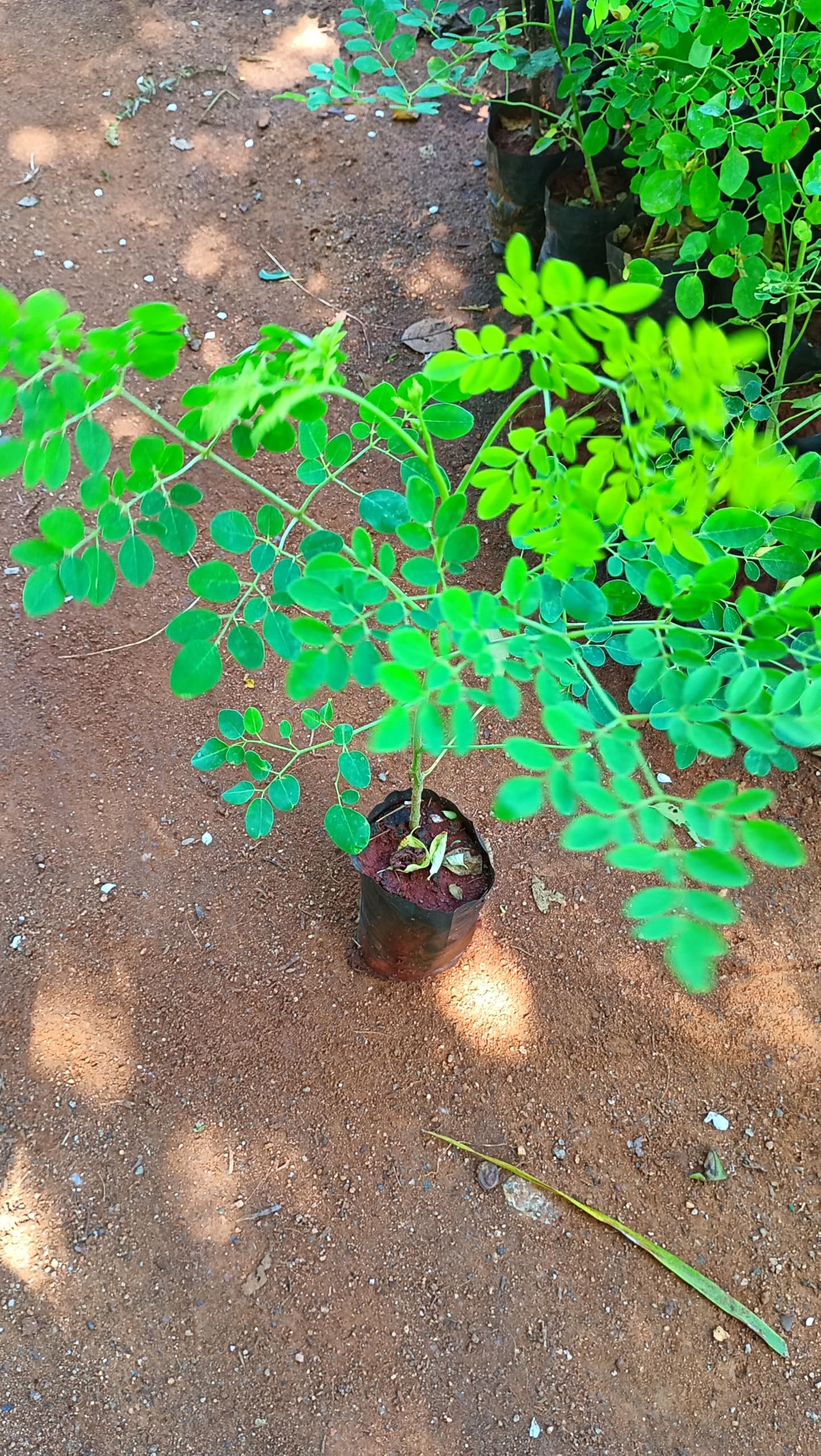 AR PLANTS Drum Stick Plants, Moringa Plants,nuggekai Shevaga, Munagakaya plant Muringnga live plant (B0DDYX5B42) Amazon Price History, Amazon Price Tracker