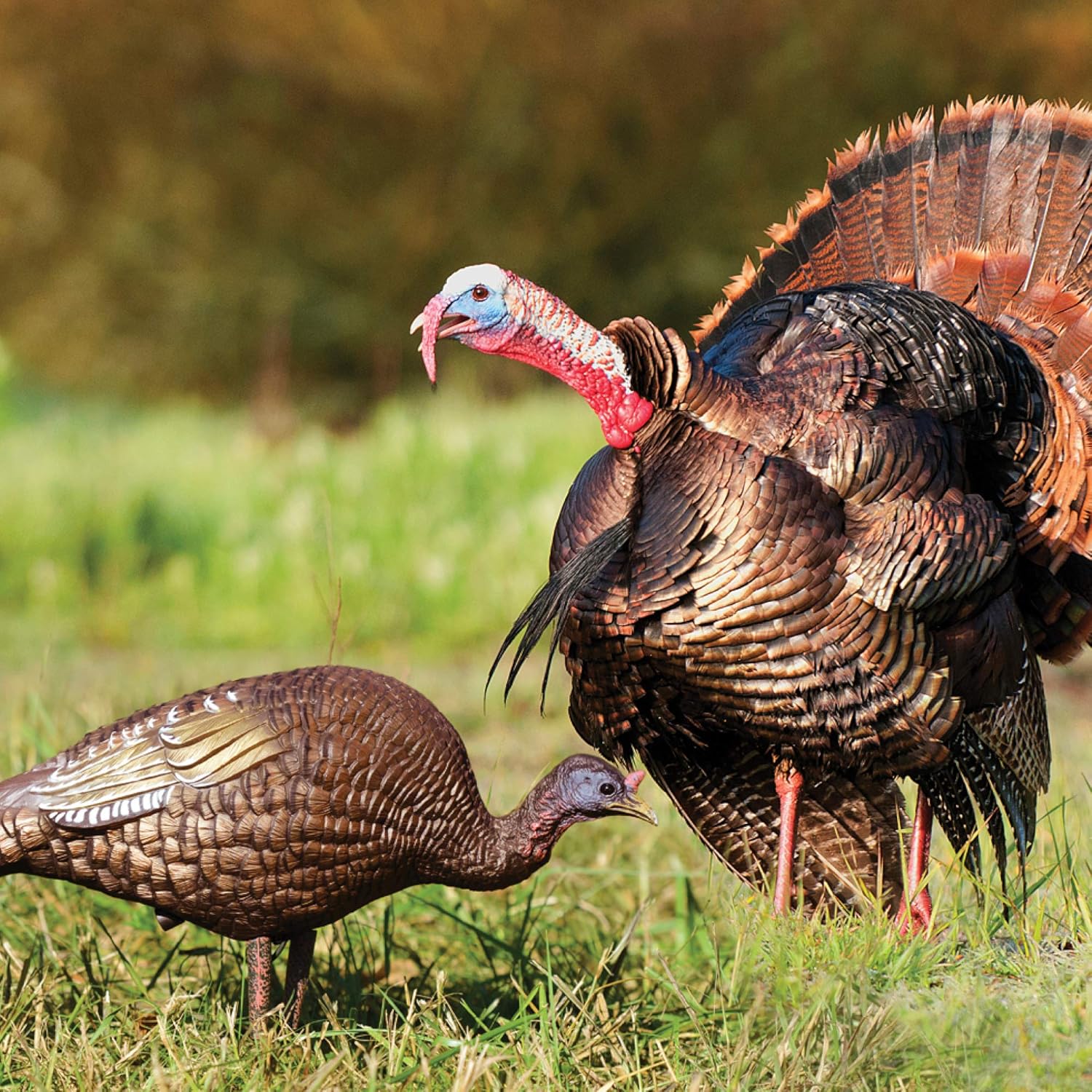 Higdon Outdoors Hard Body Hen Turkey Decoy | Light Weight & Durable Full Body Decoy for Turkey Hunting | Convenient Carry Bag & Stake | Ultra Realism to Attract Toms & Gobblers