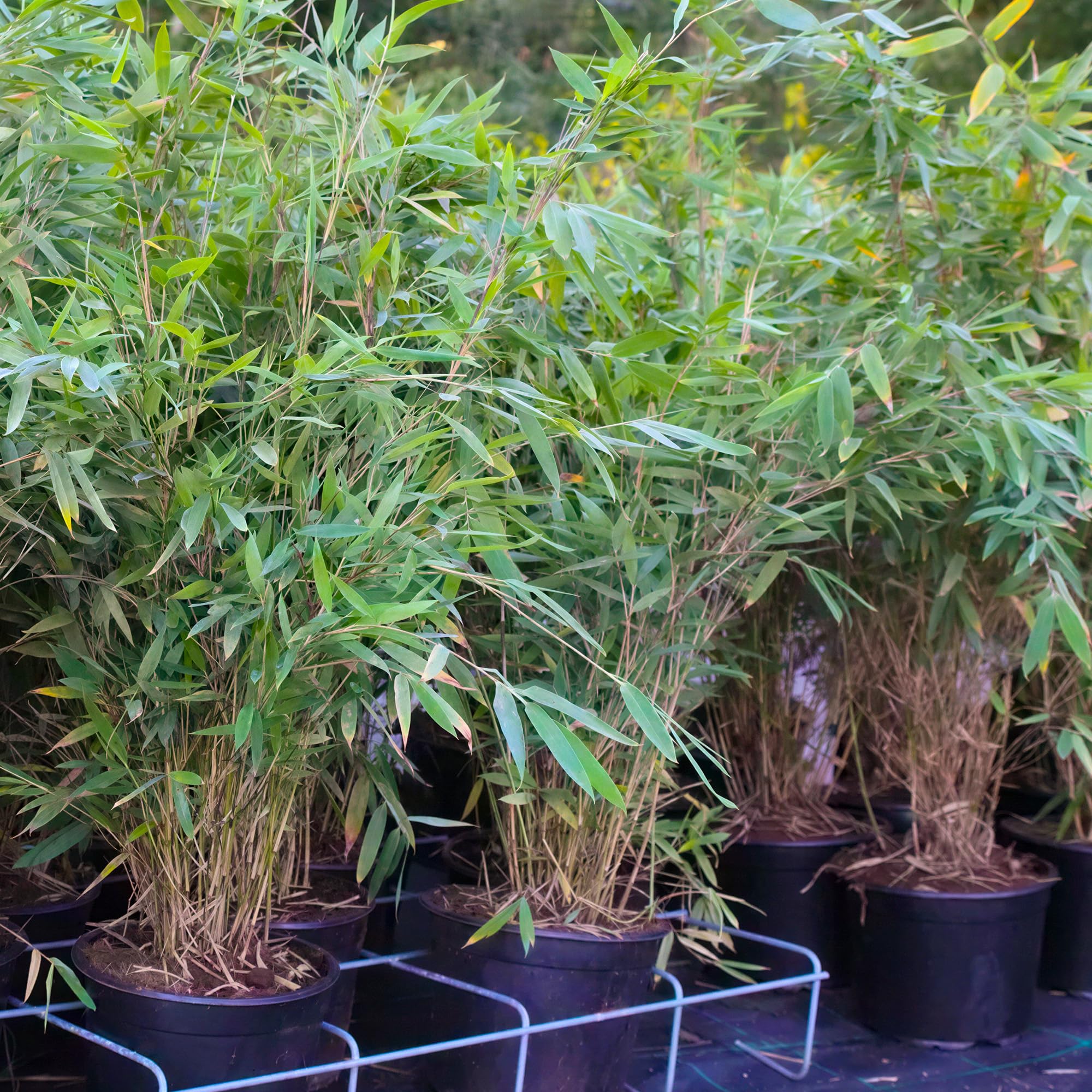 dracaena dragon mix Dracaena Draco 'Dragon Tree' Seeds