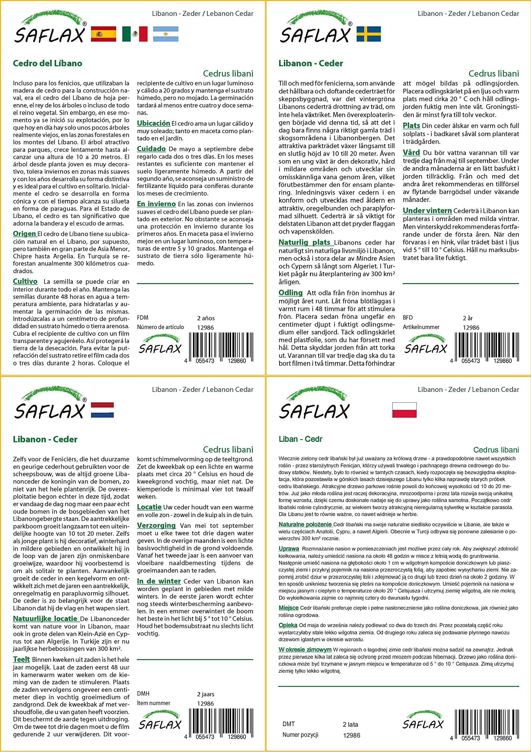 SAFLAX - Liban - Cedr - 20 Nasiona - Z pożywką wolną od zarazków - Cedrus libani