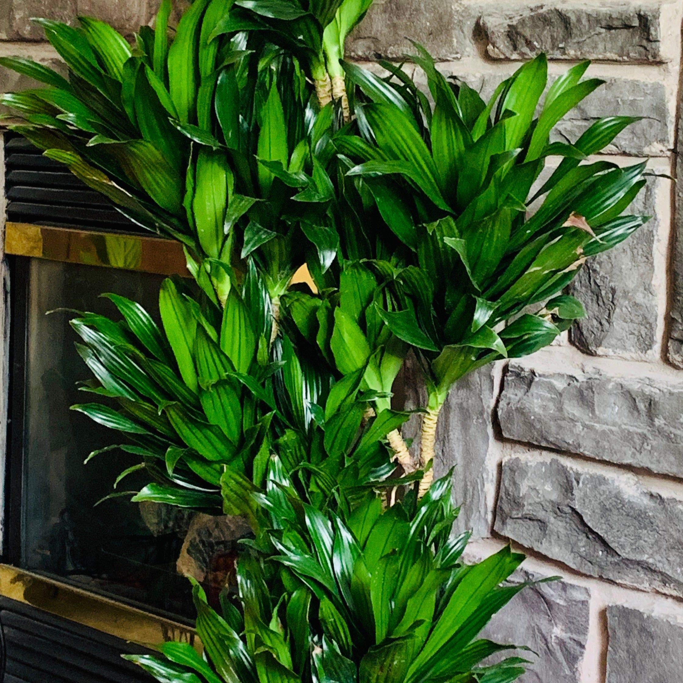 Amazon.com : Dracaena Janet Craig Bush - Live Plant in a 8 Inch Pot - Dracaena  Deremensis 'Janet Craig' - Beautiful Low Light Indoor Houseplant : Patio,  Lawn & Garden