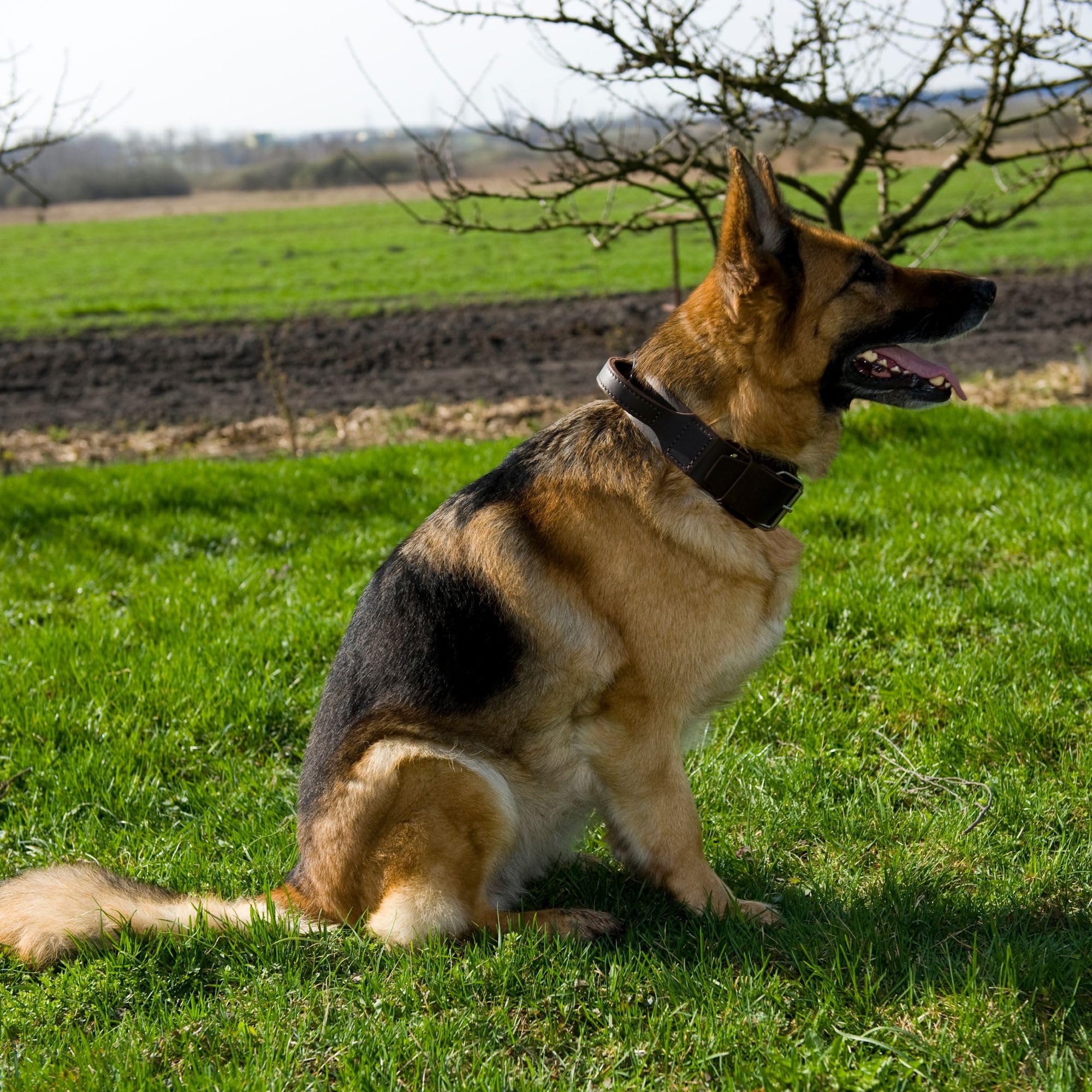 Dingo Halsband für große Hunde Halsband aus gewachstem Leder mit Griff aus natürlichem Rindsleder, Soft-Leder-Kollektion 5,0 x 75 cm Halsgröße 55-68 cm 13107