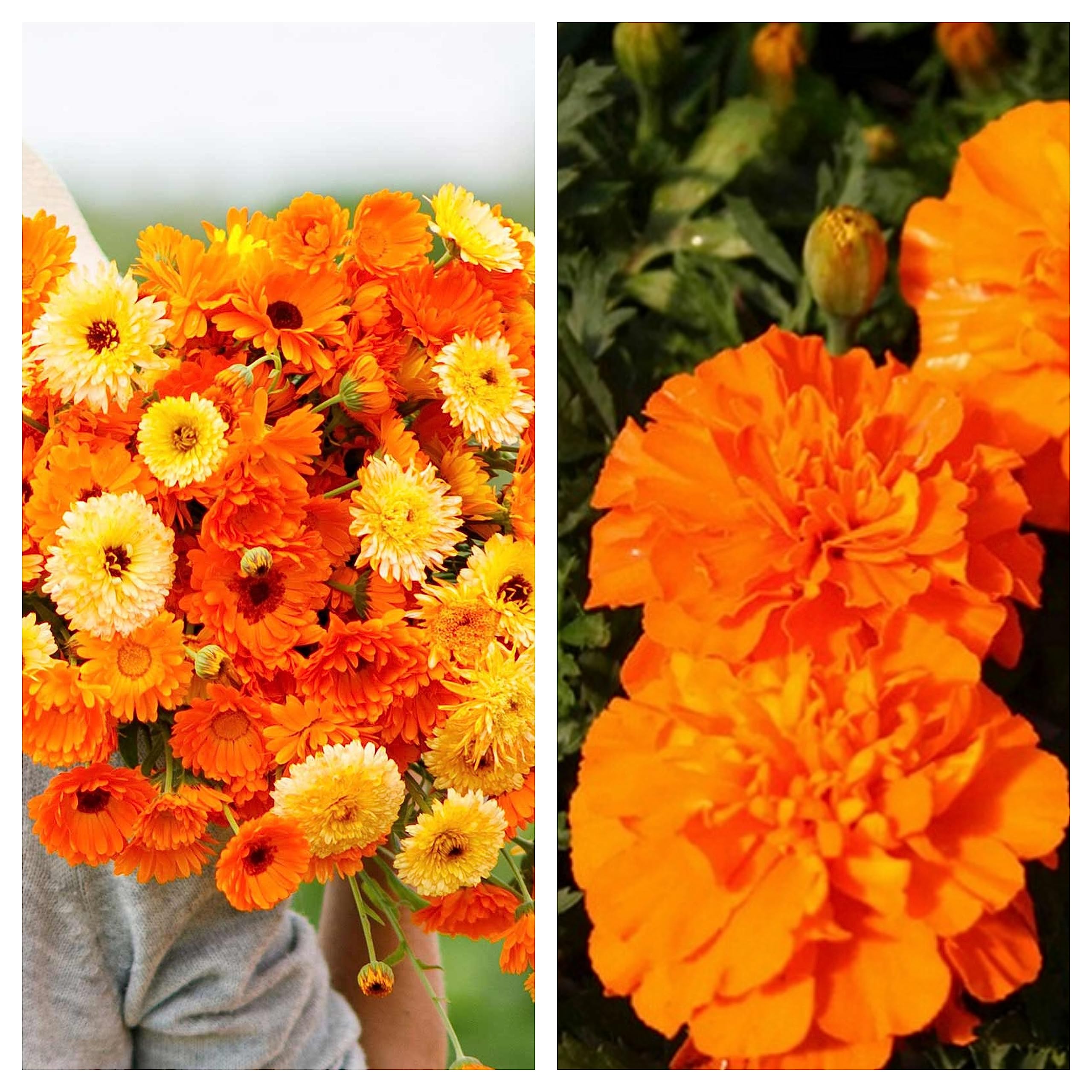 See full amazon price history chart for Calendula Mix & Marigold Orange Combo Flower Seeds (Pack Of 2) Calendula Mix & Marigold Orange Combo Flower Seeds (Pack Of 2) (B0C7LHC2QC) Amazon Price History, Amazon Price Tracker