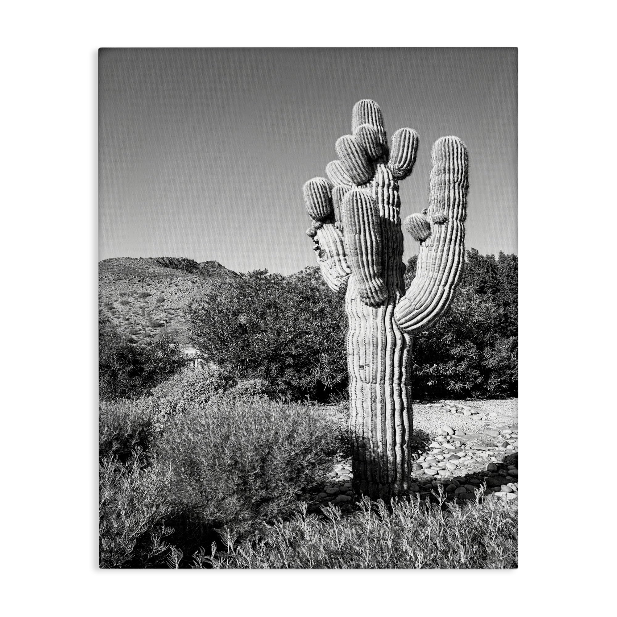 Stupell Industries Thick Desert Cactus Black White Photography Canyon Landscape