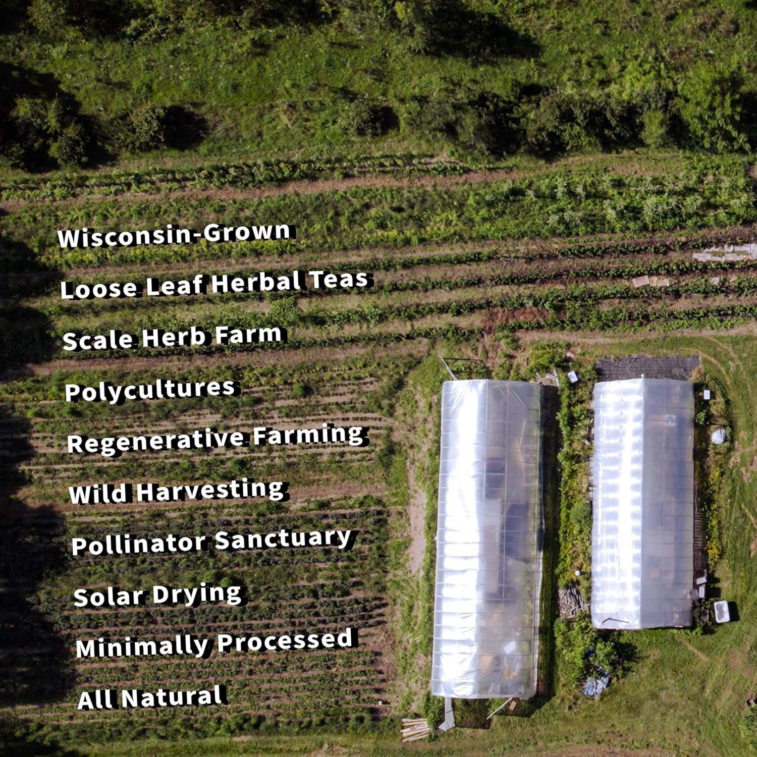 Oatstraw, Organically Grown in Wisconsin | 7.0 oz | 99 Servings | Sacred Blossom Farm | Herbal Tea & Medicinal Herbs | Loose Leaf | Regenerative Farming | Single Source | Avena sativa - Image 5