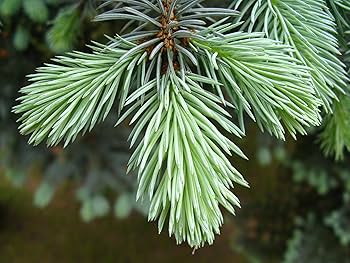 VOLVO　エンゲンマントウヒ　ボスニア 松 プンゲンストウヒ　苗 楽天市場】プンゲンストウヒ ホプシー（植木｜ガーデニング